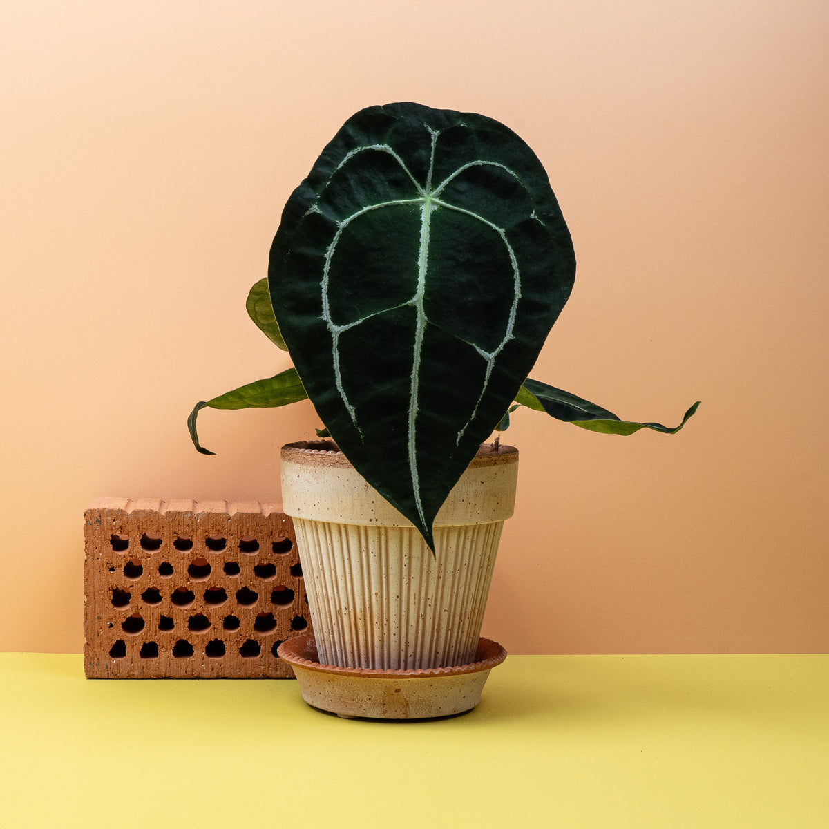 Anthurium Forgetii, ovale Blätter ohne Sinus – potflourri