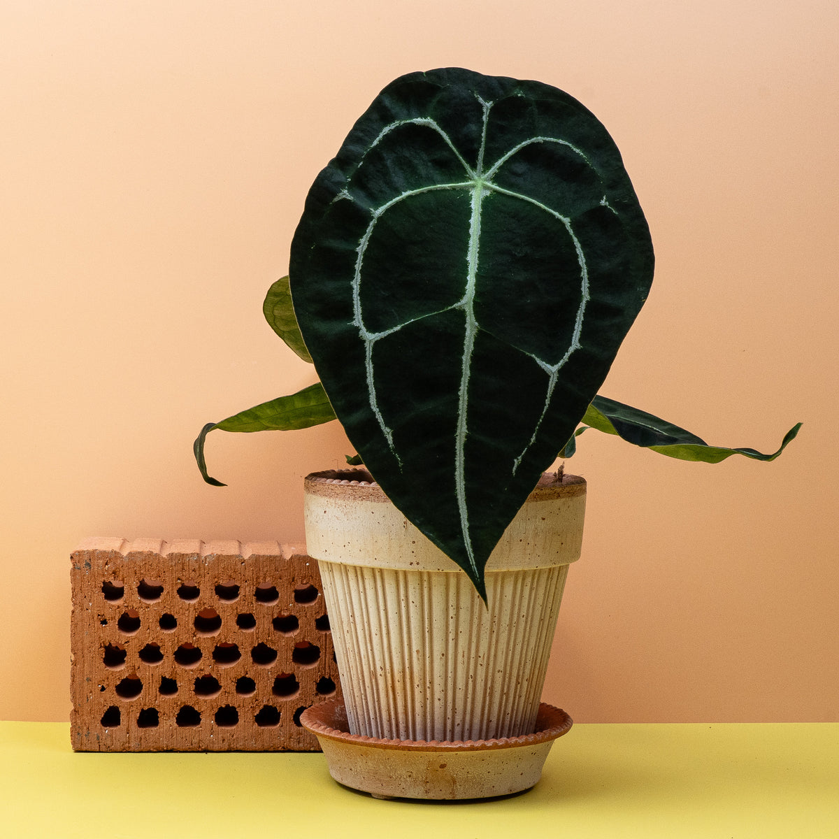 Anthurium Forgetii im Detail