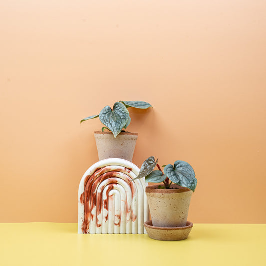 Anthurium Luxurians x Radicans, lederartige Textur – potflourri