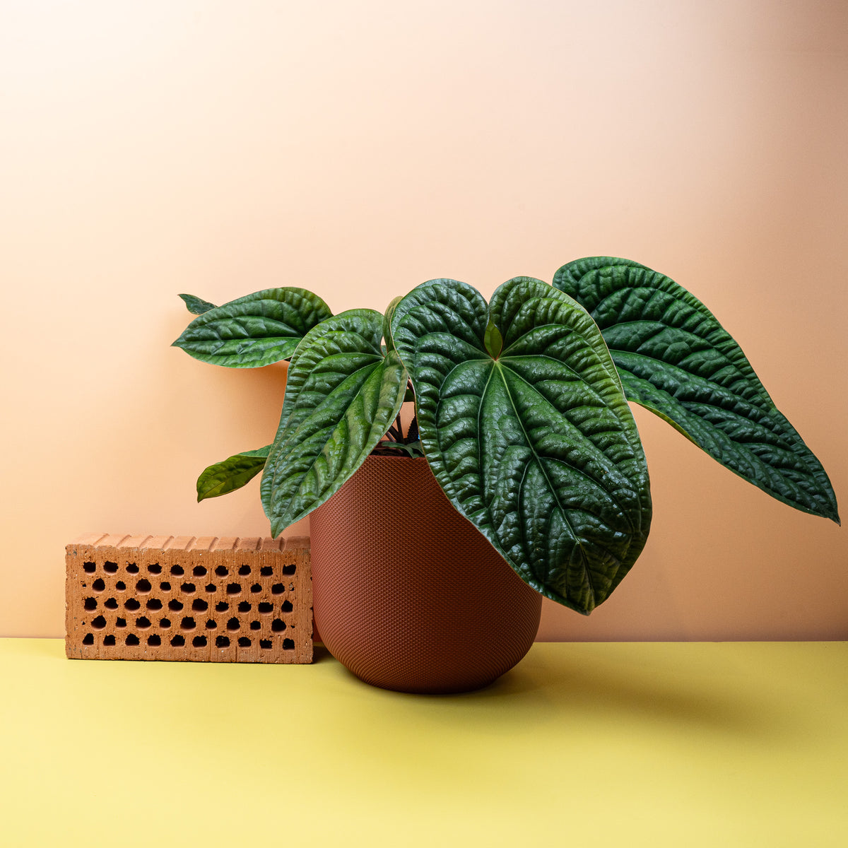 Anthurium Luxurians x Radicans, dreidimensionale Prägung