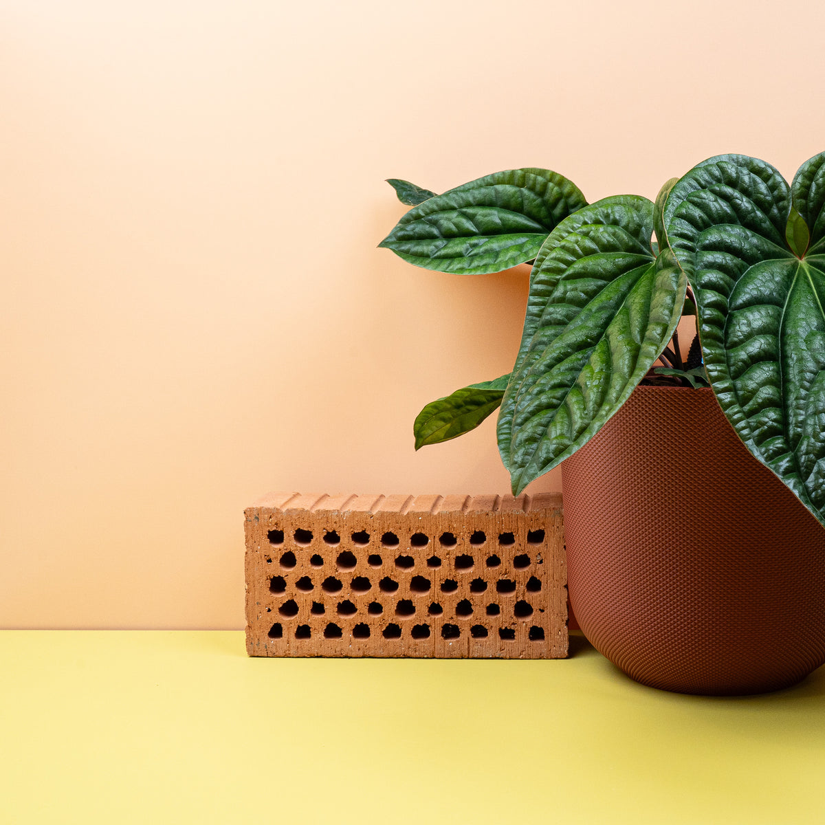 Anthurium Luxurians x Radicans, geprägte Blattoberfläche im Detail