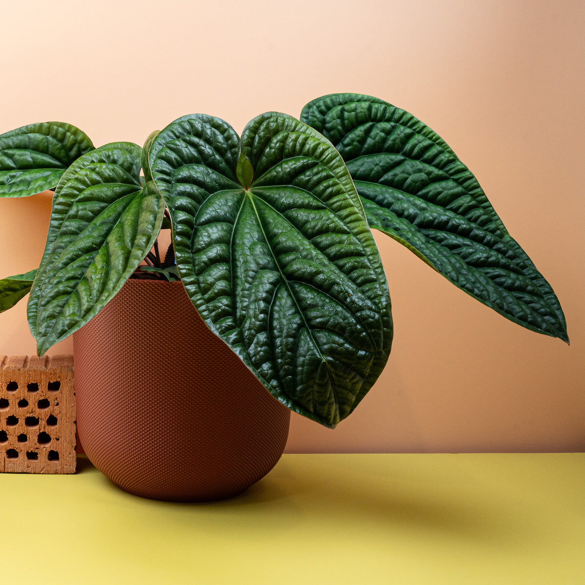 Anthurium Luxurians x Radicans, junges Blatt mit beginnender Struktur