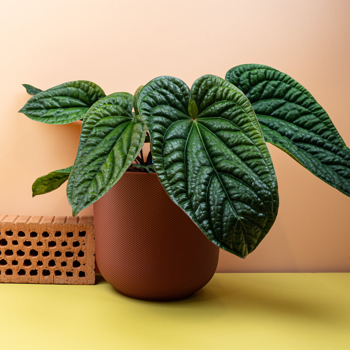 Anthurium Luxurians x Radicans, kompakter Gesamtwuchs