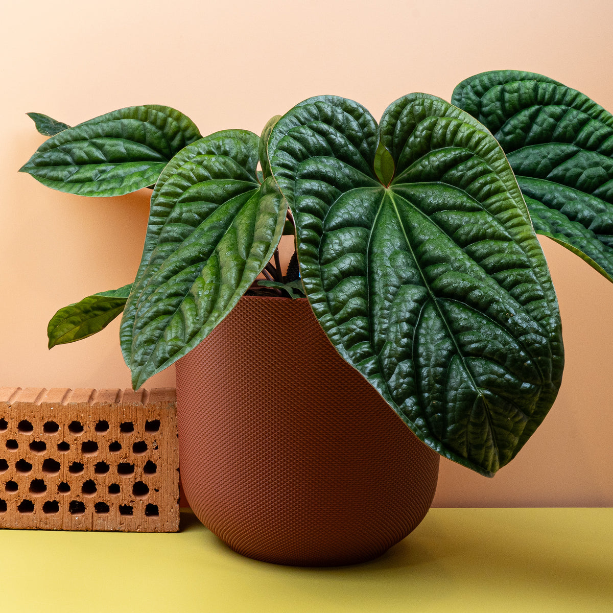 Anthurium Luxurians x Radicans aus dem Sortiment von potflourri
