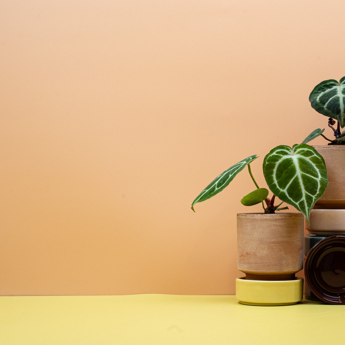 Anthurium magnificum – junges Blatt der kolumbianischen Sammler-Anthurie – potflourri