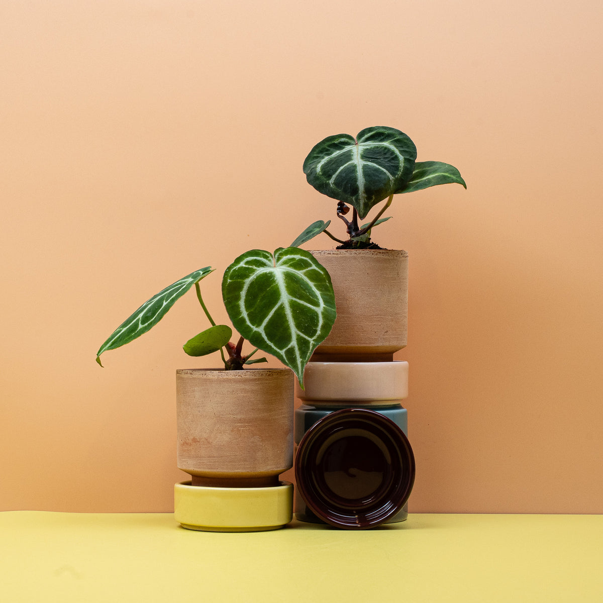 Anthurium magnificum – Anthurie mit vierkantigen Blattstielen im Topf – potflourri