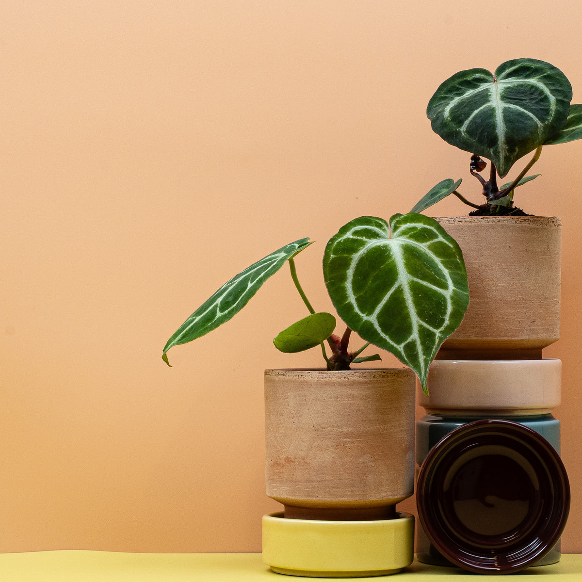 Anthurium magnificum – aufrechte Wuchsform mit großen Herzblättern – potflourri
