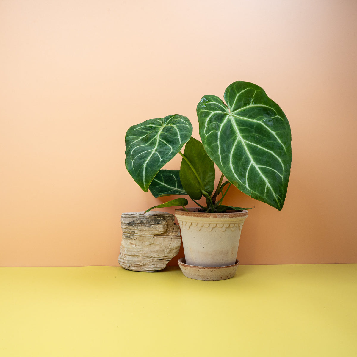 Anthurium Magnificum, tiefes Dunkelgrün mit markanter Aderung
