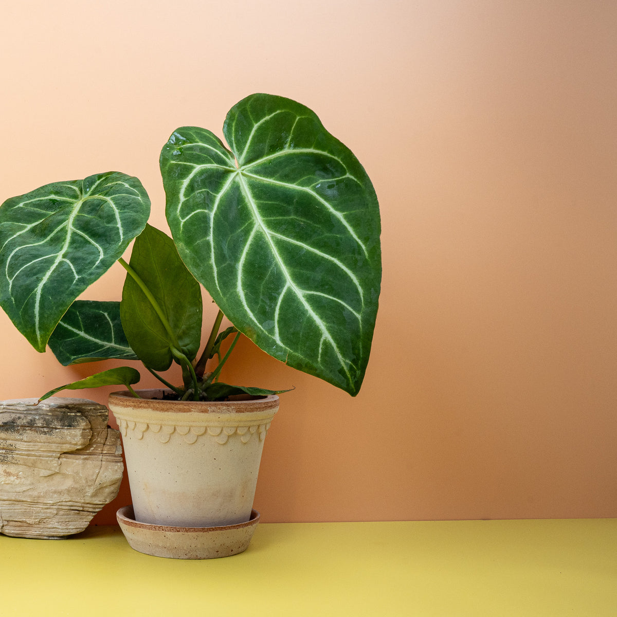 Anthurium Magnificum, kräftiger Wuchs der Sammler-Anthurie