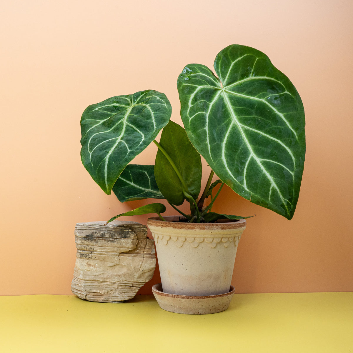 Anthurium Magnificum, samtige Herzblätter mit hellen Adern – potflourri
