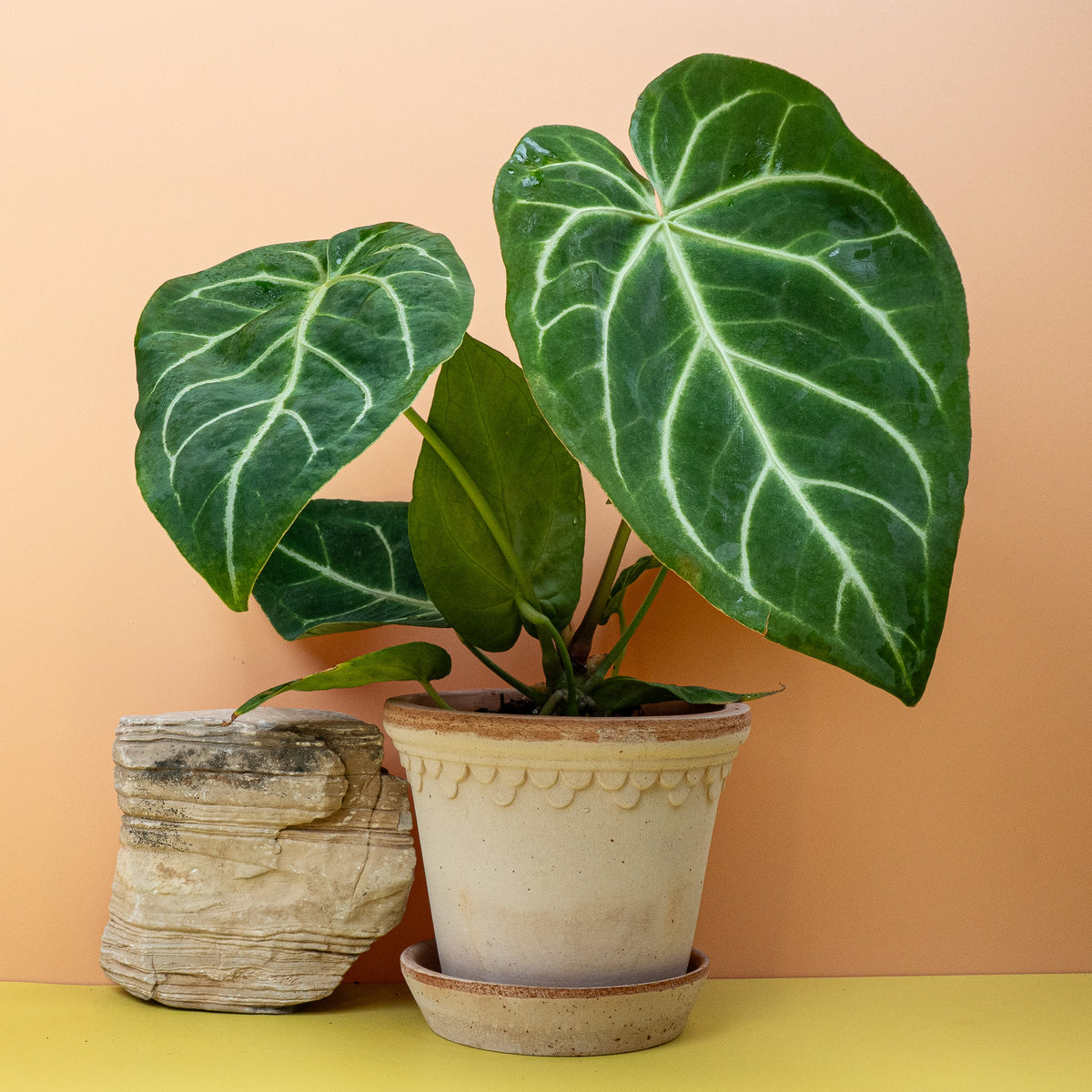 Anthurium Magnificum, samtige Blattoberfläche