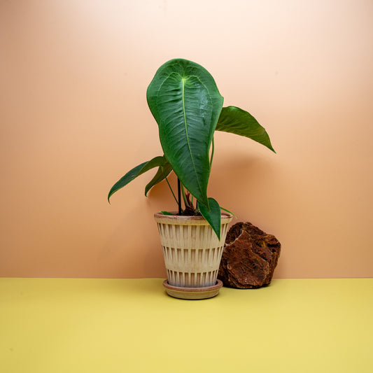 Anthurium Peltigerum, Aderung im Schildpatt-Muster – potflourri
