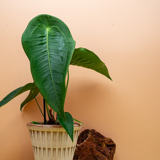 Anthurium Peltigerum, Aderung im Schildpatt-Muster – potflourri