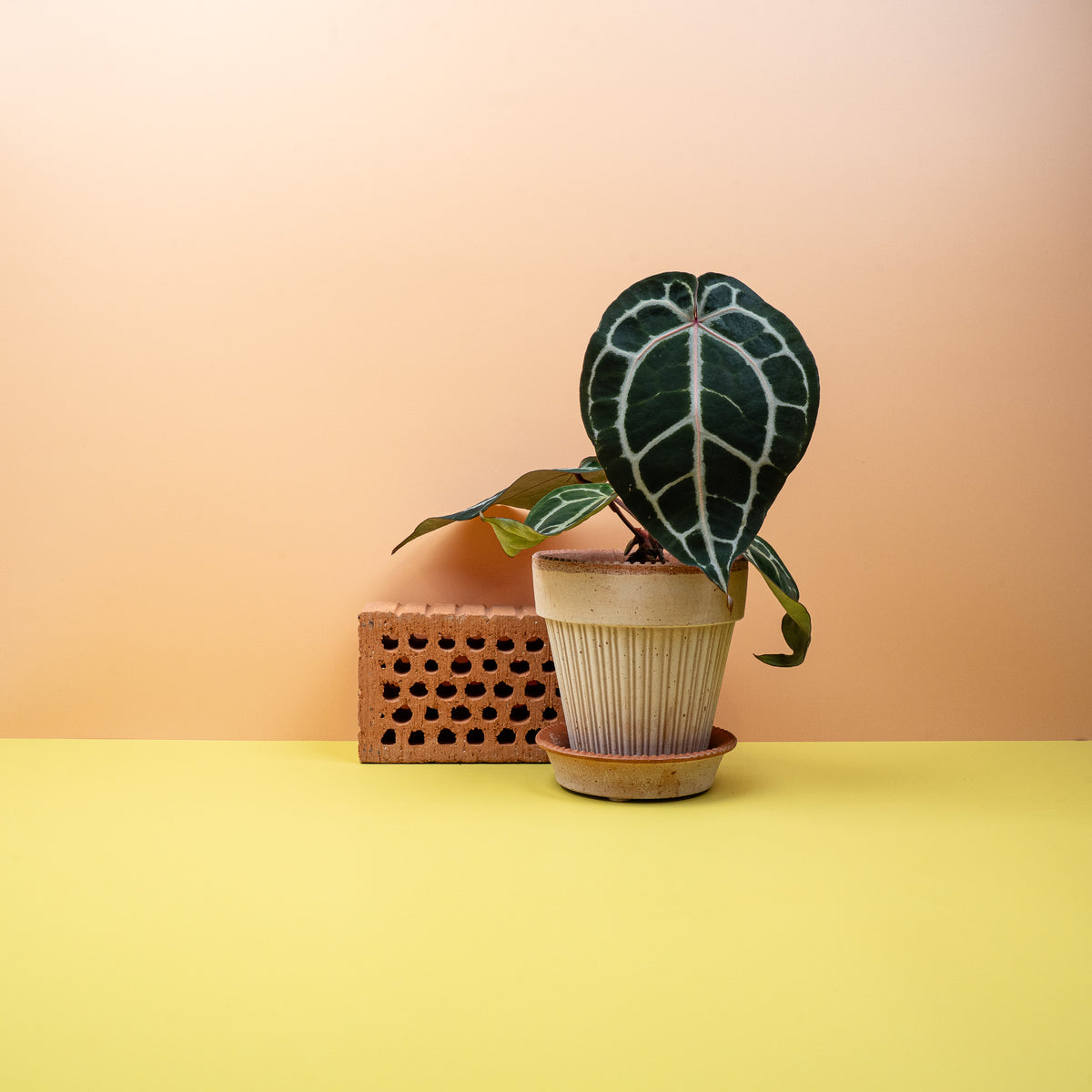 Anthurium Pink Blush mit pink schimmernden Blattadern – potflourri