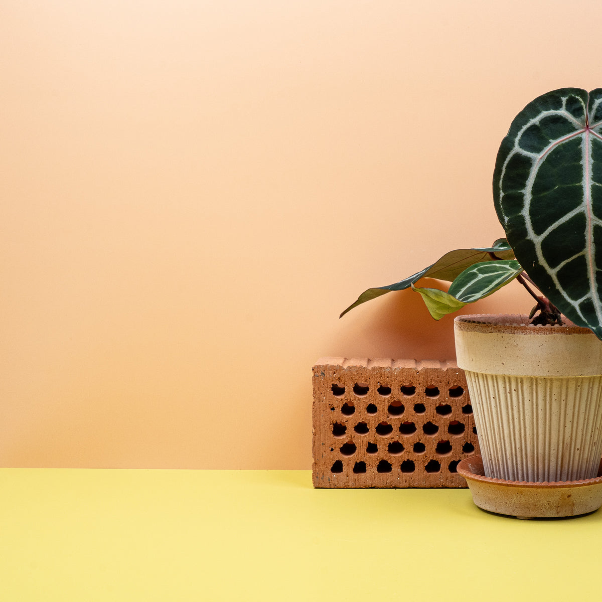 Kontrastreiche Blattstruktur der Anthurium Pink Blush