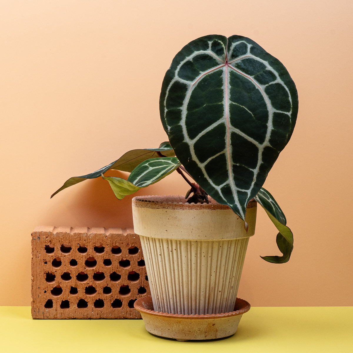 Anthurium Pink Blush als stilvolles Sammlerstück