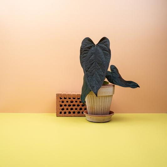 Anthurium Queen of Hearts mit großen Herzblättern – potflourri