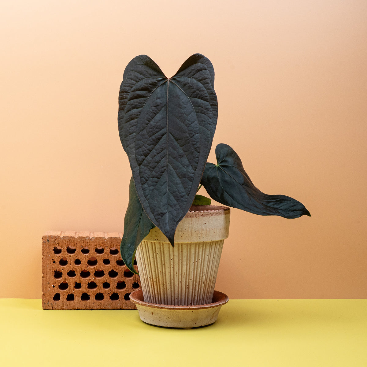 Anthurium Queen of Hearts mit großen Herzblättern – potflourri