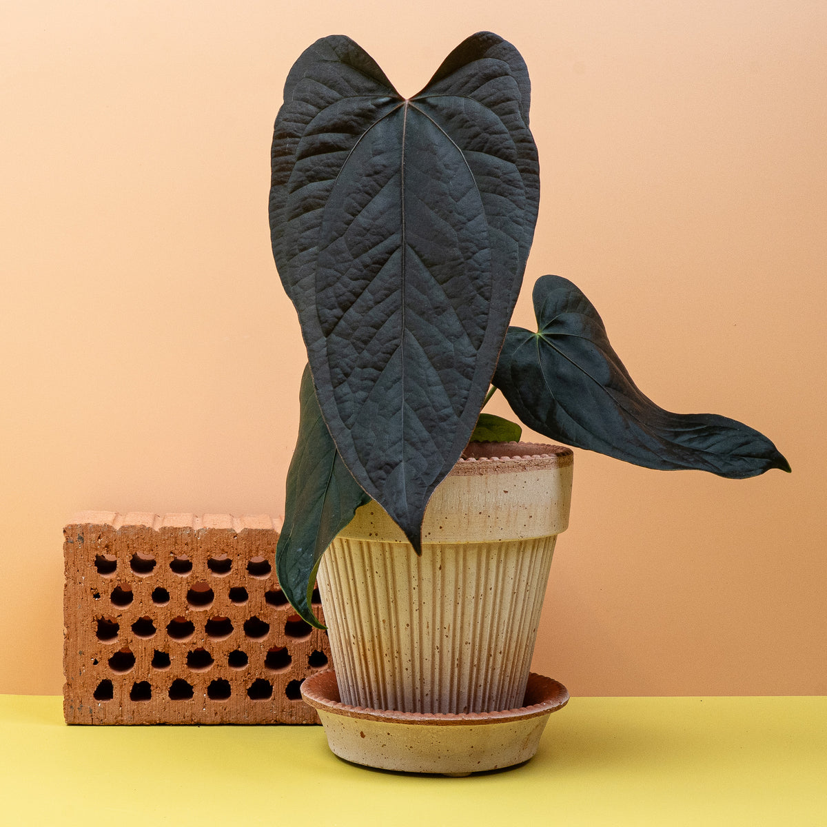 Anthurium Queen of Hearts als imposante Sammlerpflanze