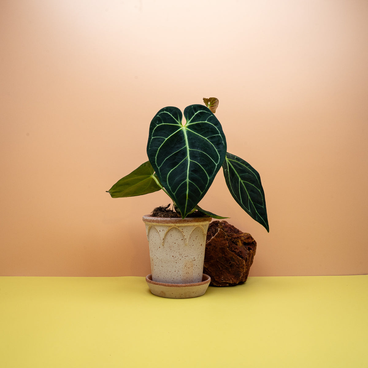 Anthurium regale Linden, großes herzförmiges Blatt – potflourri
