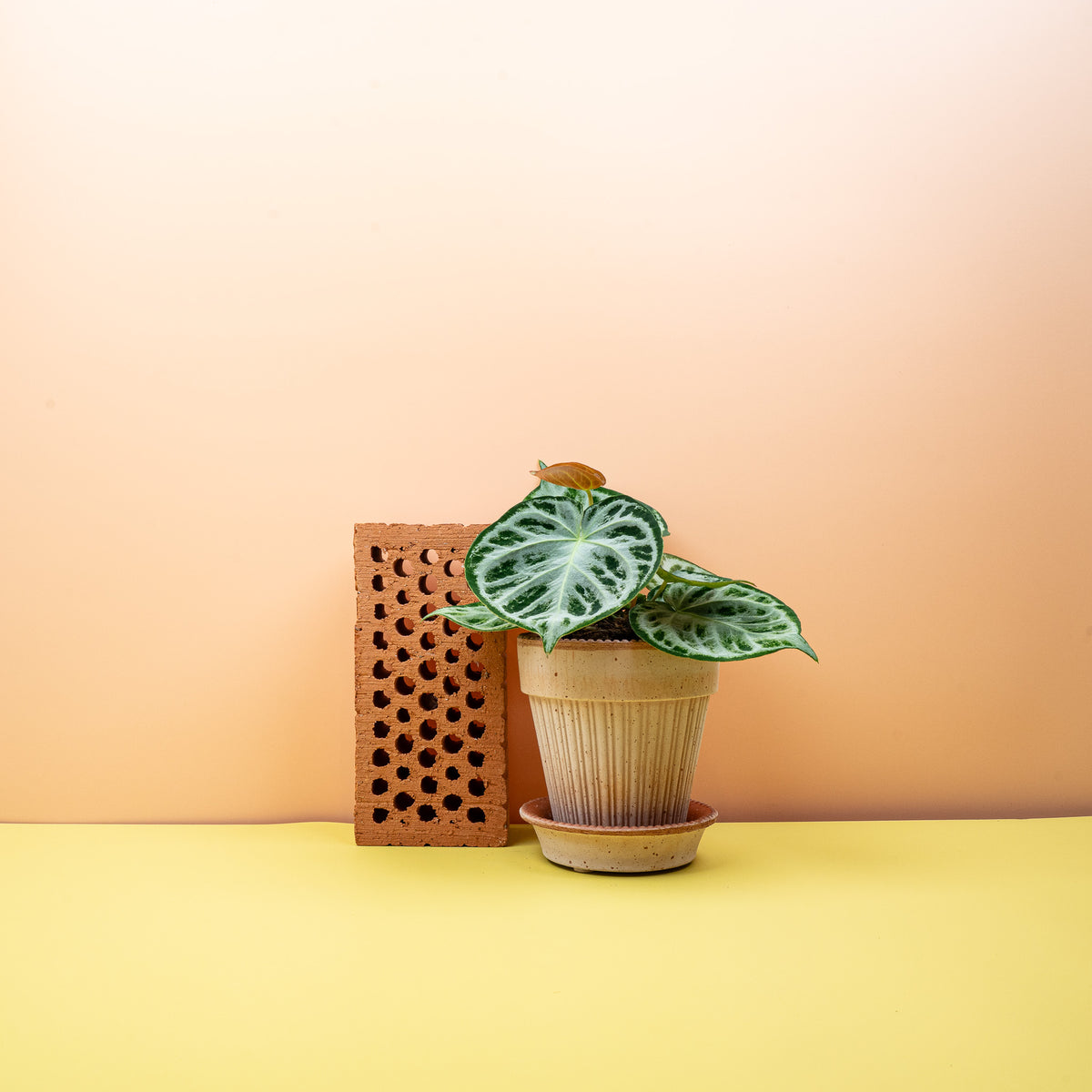 Anthurium Silver Blush – samtige Blätter mit silbrigen Adern – potflourri