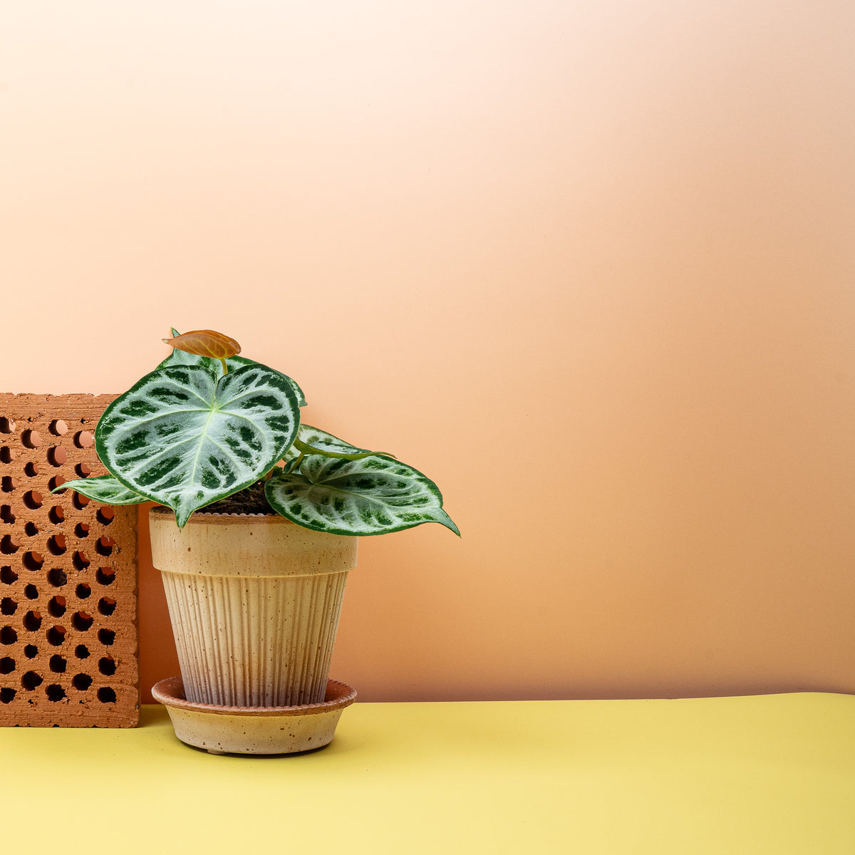 Anthurium crystallinum Silver Blush – herzförmiges Blatt – potflourri