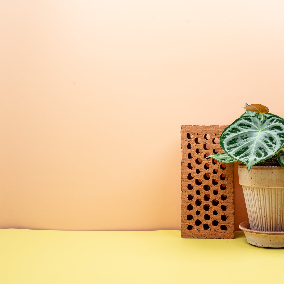 Anthurium Silver Blush – perlgraue Aderzeichnung auf dunklem Grün – potflourri