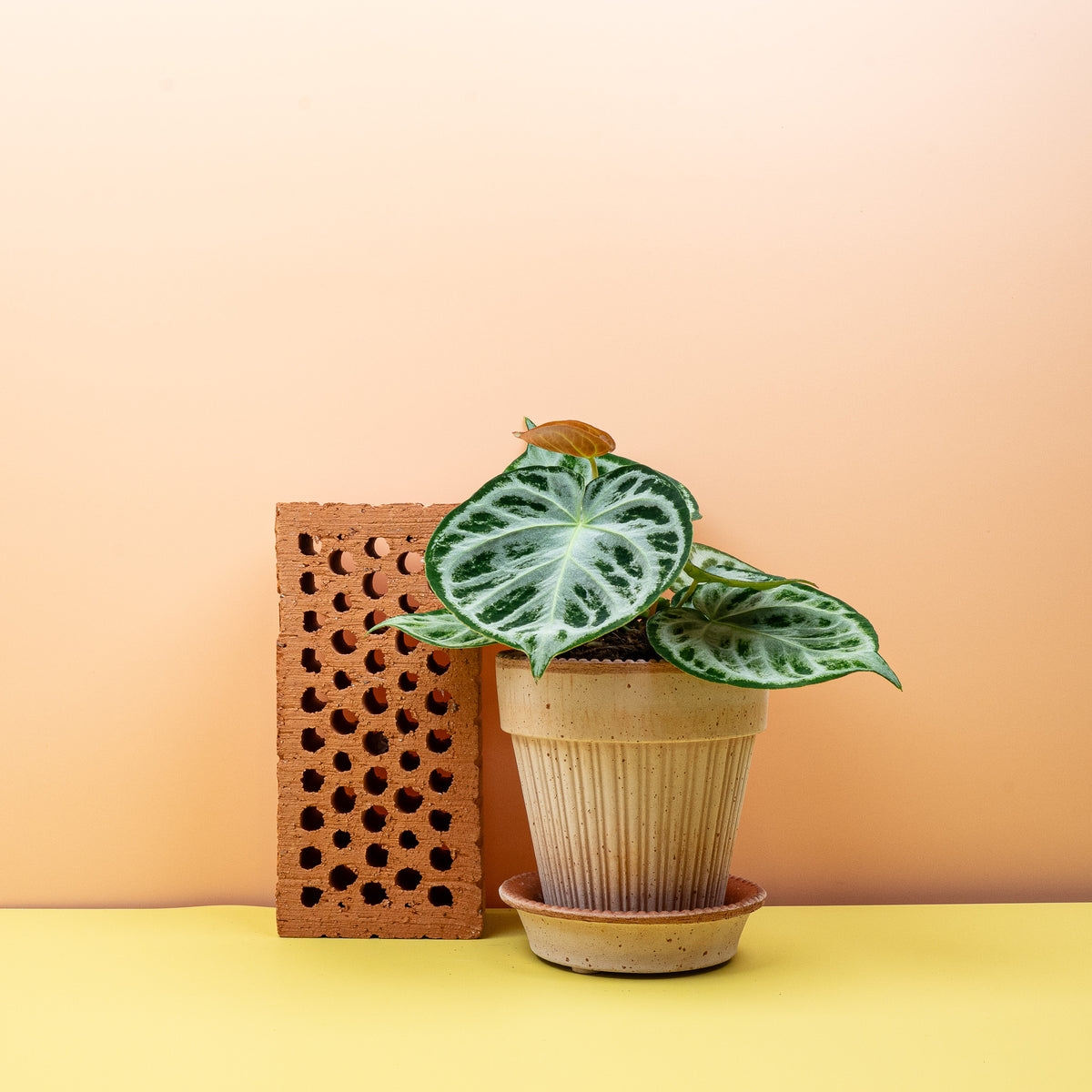 Anthurium Silver Blush – Zimmerpflanze im Kulturtopf – potflourri
