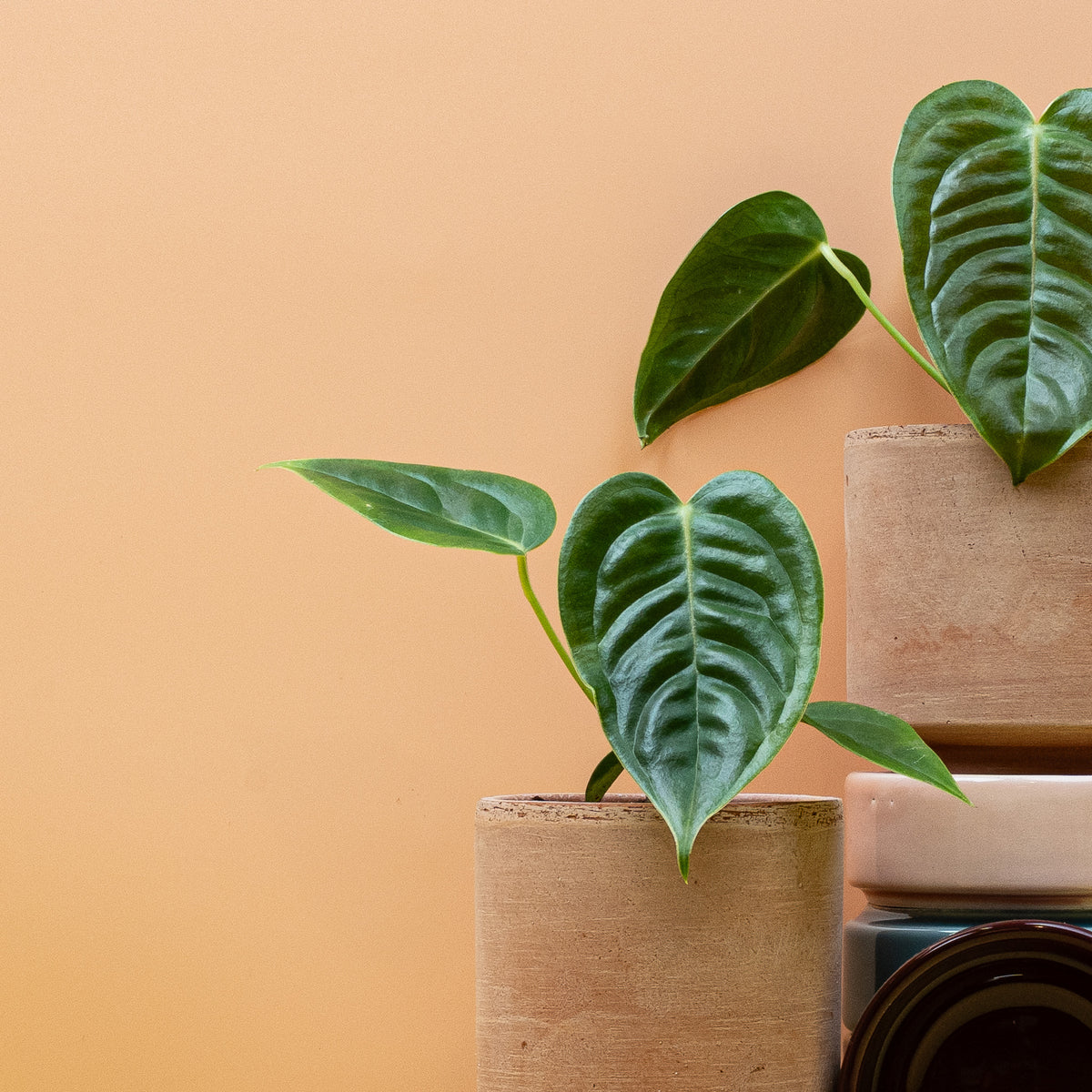 Anthurium – stilvolle Zimmerpflanze mit großen, herzförmigen Blättern in modernem Wohnraum