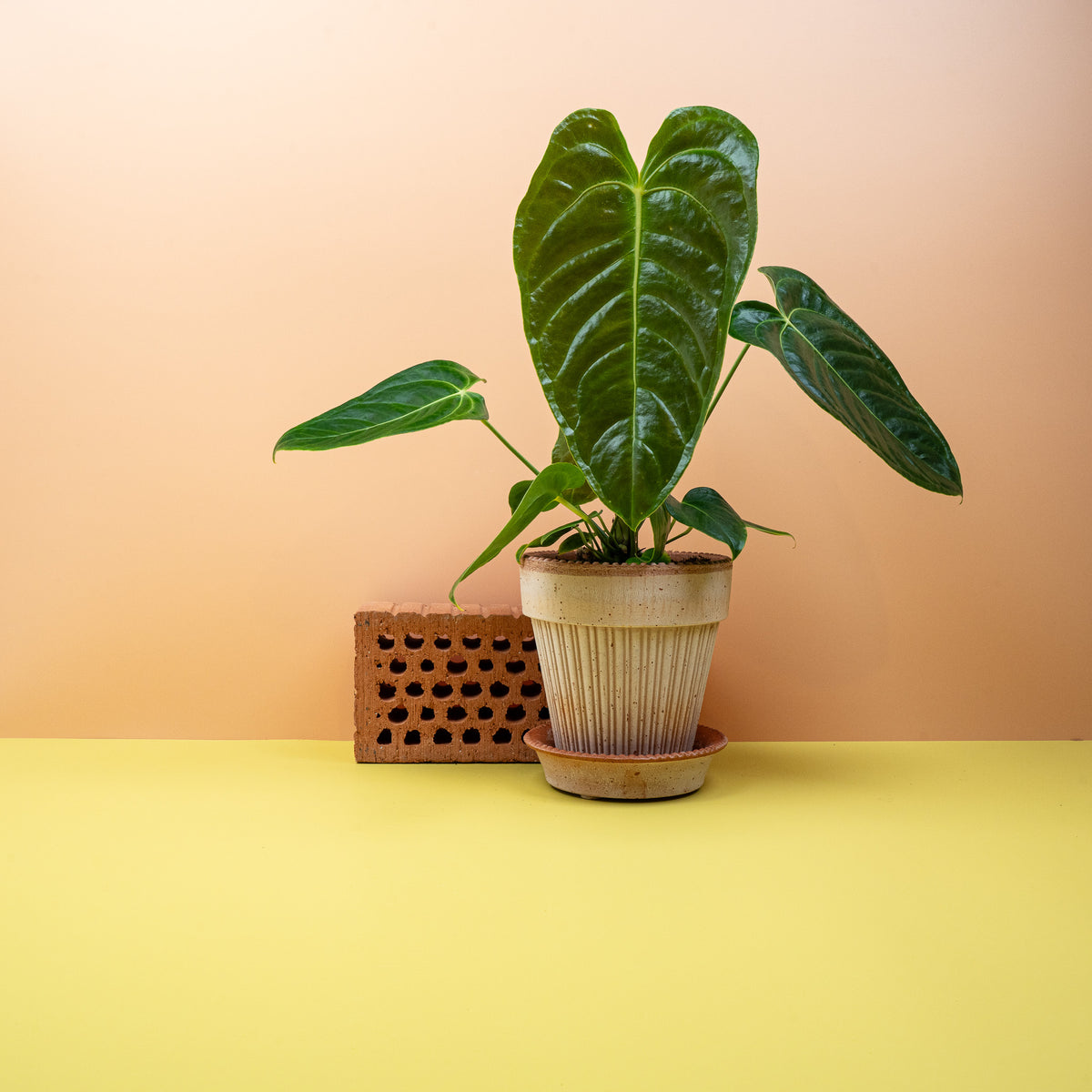 Anthurium Veitchii, lange, schmale, geriffelte Blätter