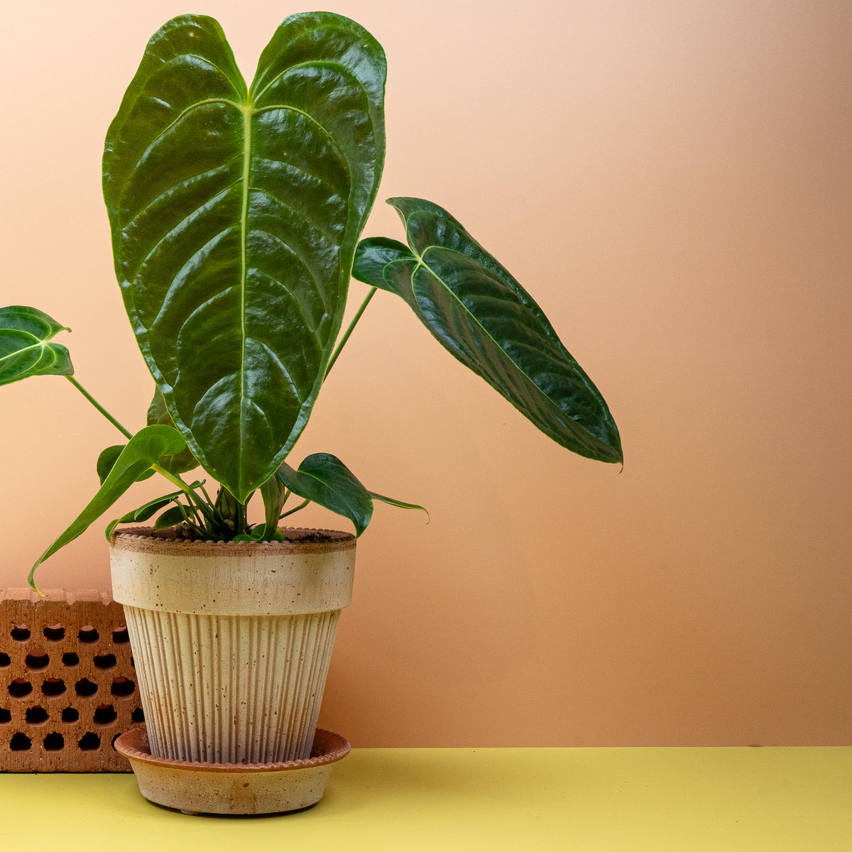 Anthurium Veitchii, sattes Dunkelgrün mit glänzender Oberfläche