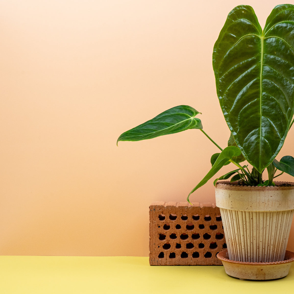 Anthurium Veitchii, majestätische Solitärpflanze