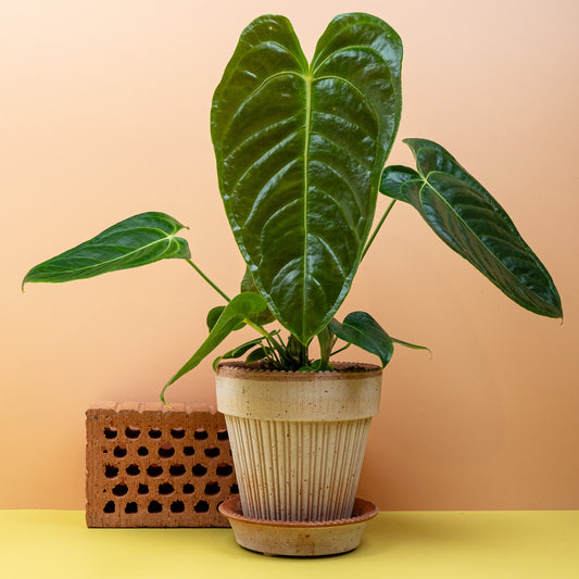 Anthurium veitchii, King Anthurium mit quer geriffelten Blättern – potflourri