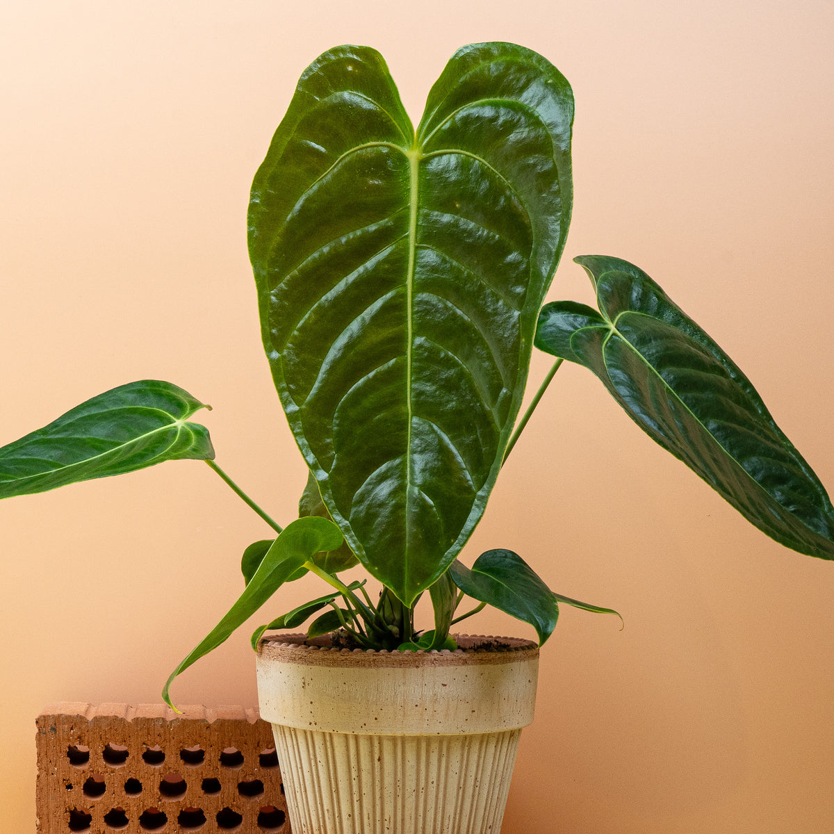 Anthurium Veitchii, wuchsfreudig mit imposanten Blättern