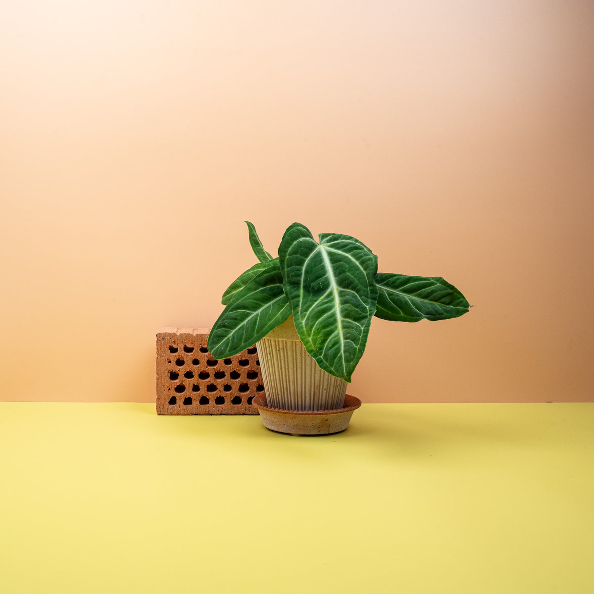 Anthurium Villenaorum mit hellen Blattadern