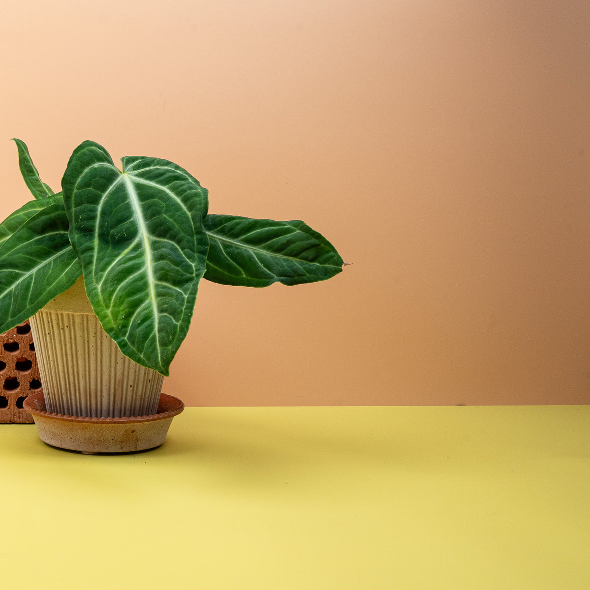 Anthurium Villenaorum, samtige Blattoberfläche