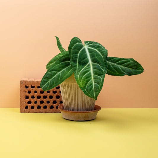 Anthurium Villenaorum, samtige dunkelgrüne Herzblätter – potflourri