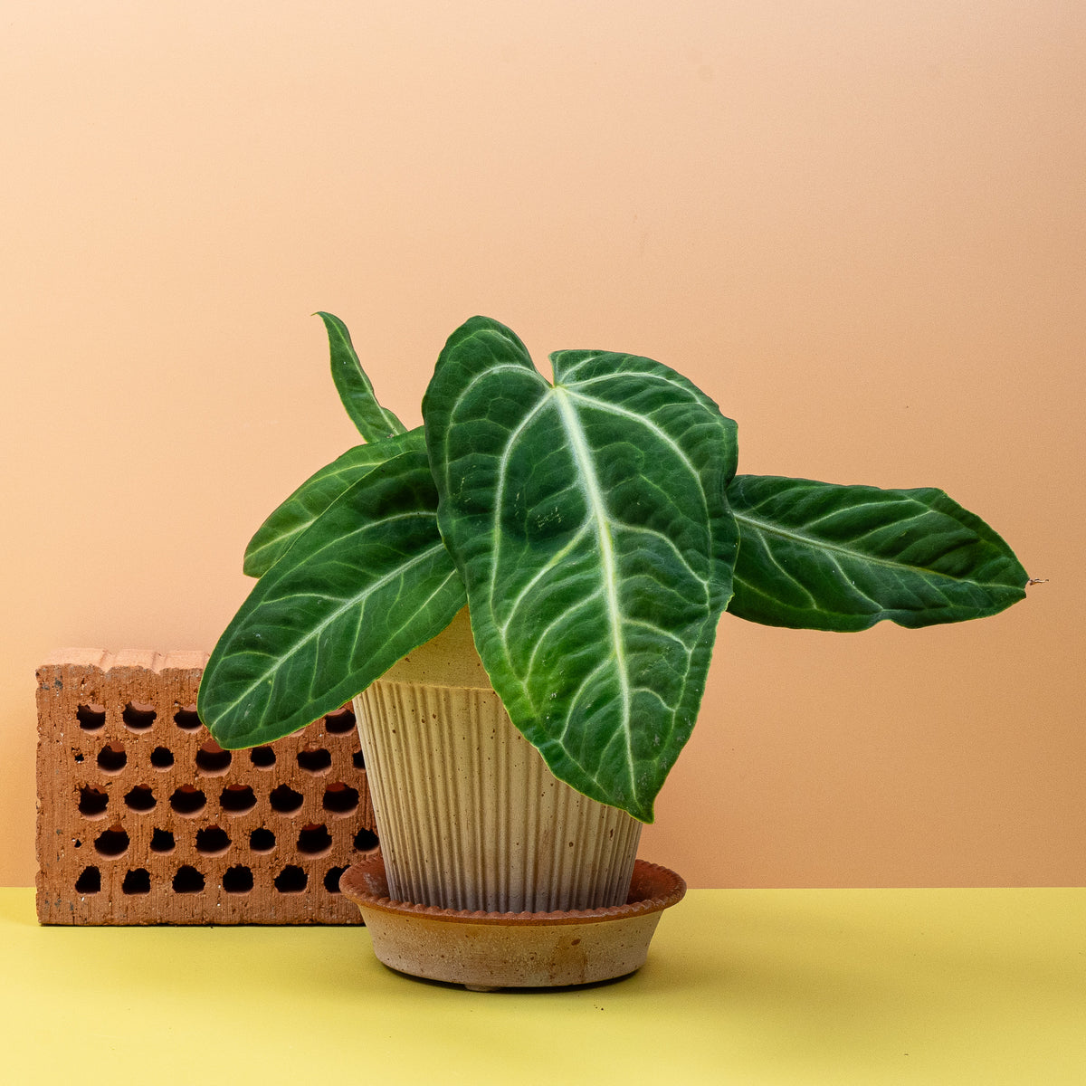 Anthurium Villenaorum, harmonische Herzform