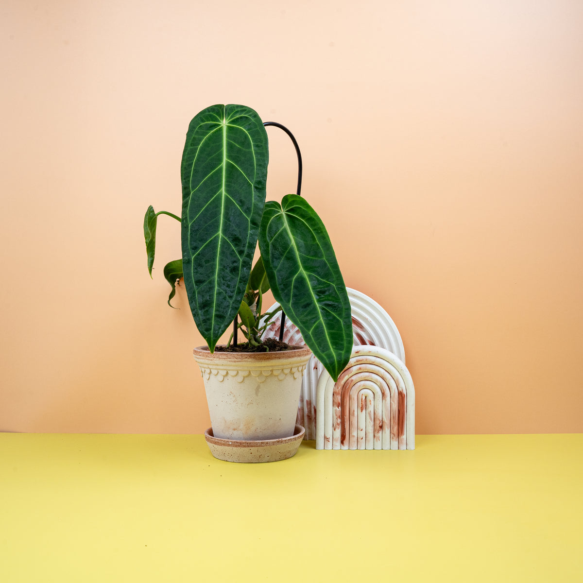 Anthurium Warocqueanum, samtig-dunkelgrüne Blattstruktur