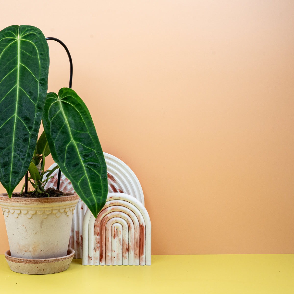 Anthurium Warocqueanum mit markanten hellen Blattadern