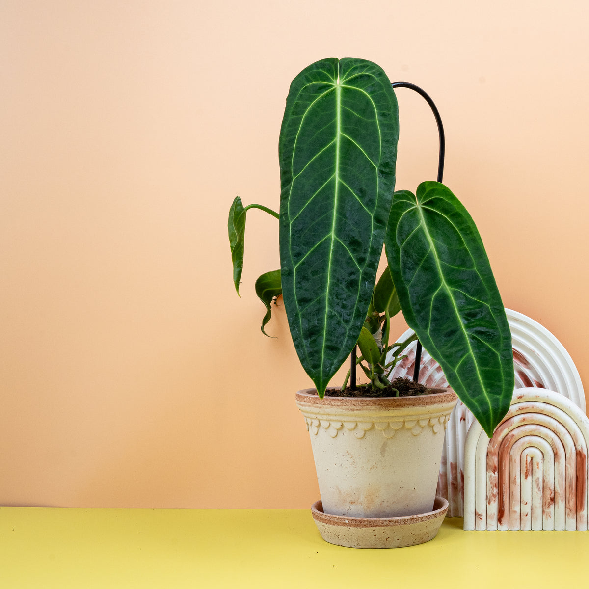 Anthurium Warocqueanum, majestätische Sammlerpflanze