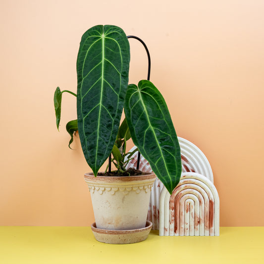 Anthurium Warocqueanum – Königin der Anthurien mit langen Blättern – potflourri