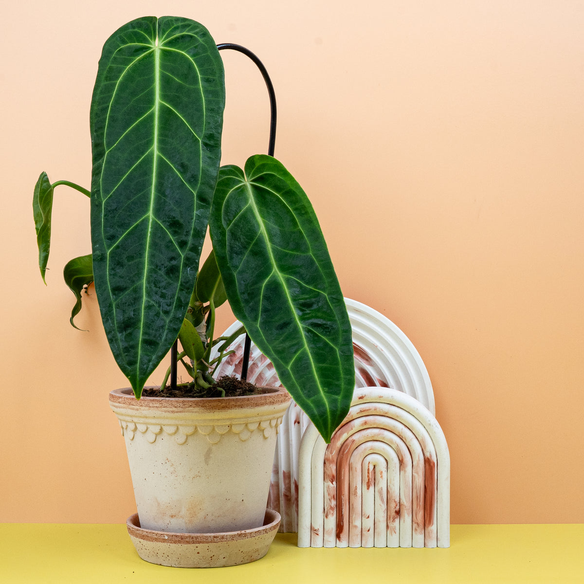 Anthurium Warocqueanum, imposanter, luxuriöser Wuchs