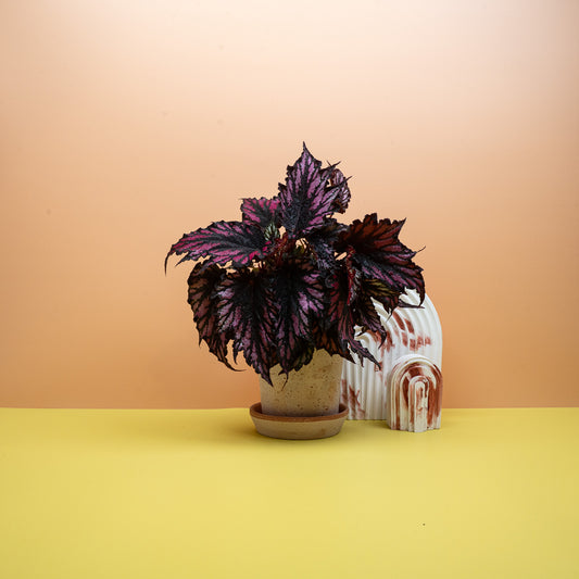 Begonia Helen Teupel mit sternförmig gezackten Blättern – potflourri