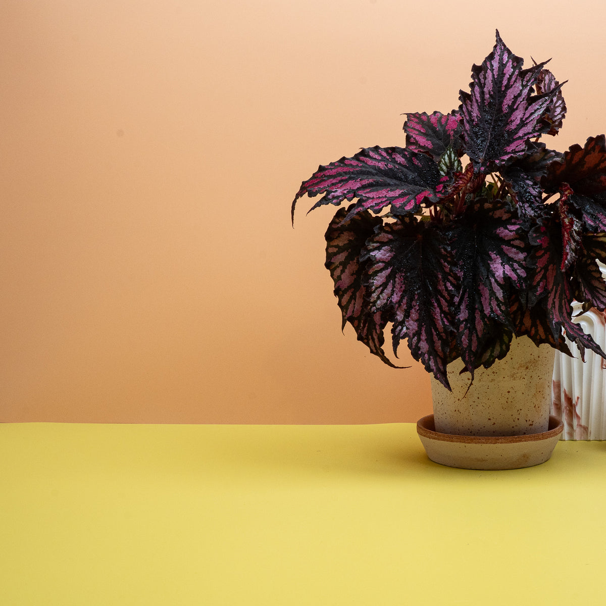 Kompakter, buschiger Wuchs der Begonia Helen Teupel