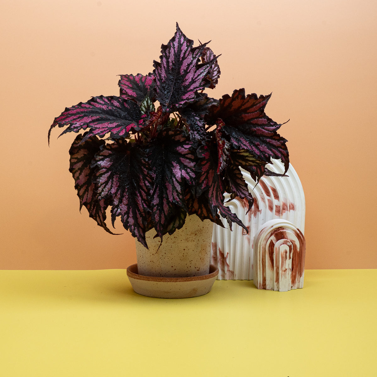 Begonia Helen Teupel mit sternförmig gezackten Blättern – potflourri