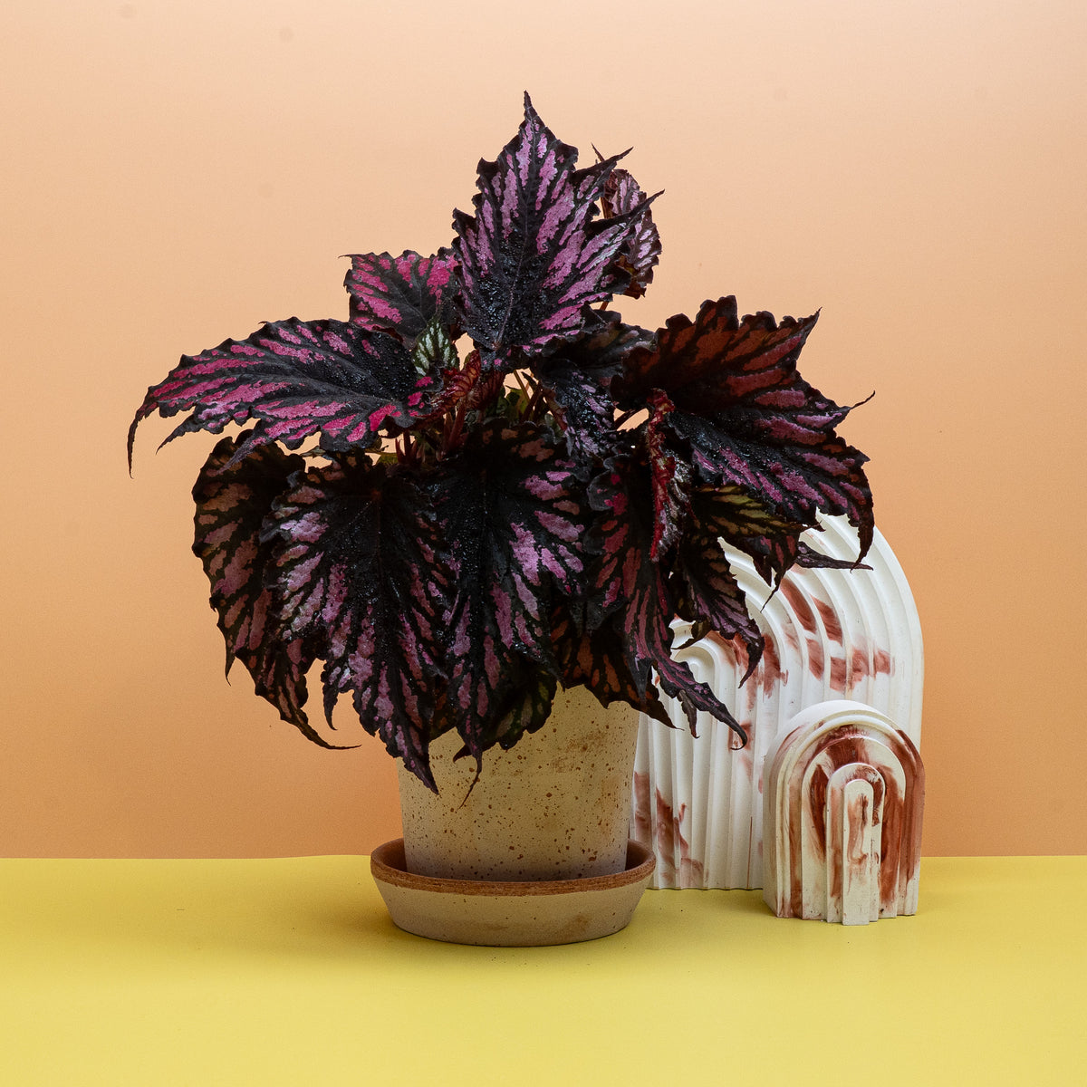 Begonia Helen Teupel als charakterstarke Blattbegonie