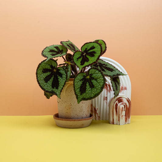 Begonia Masoniana Mountain mit reliefartiger Blattstruktur – potflourri