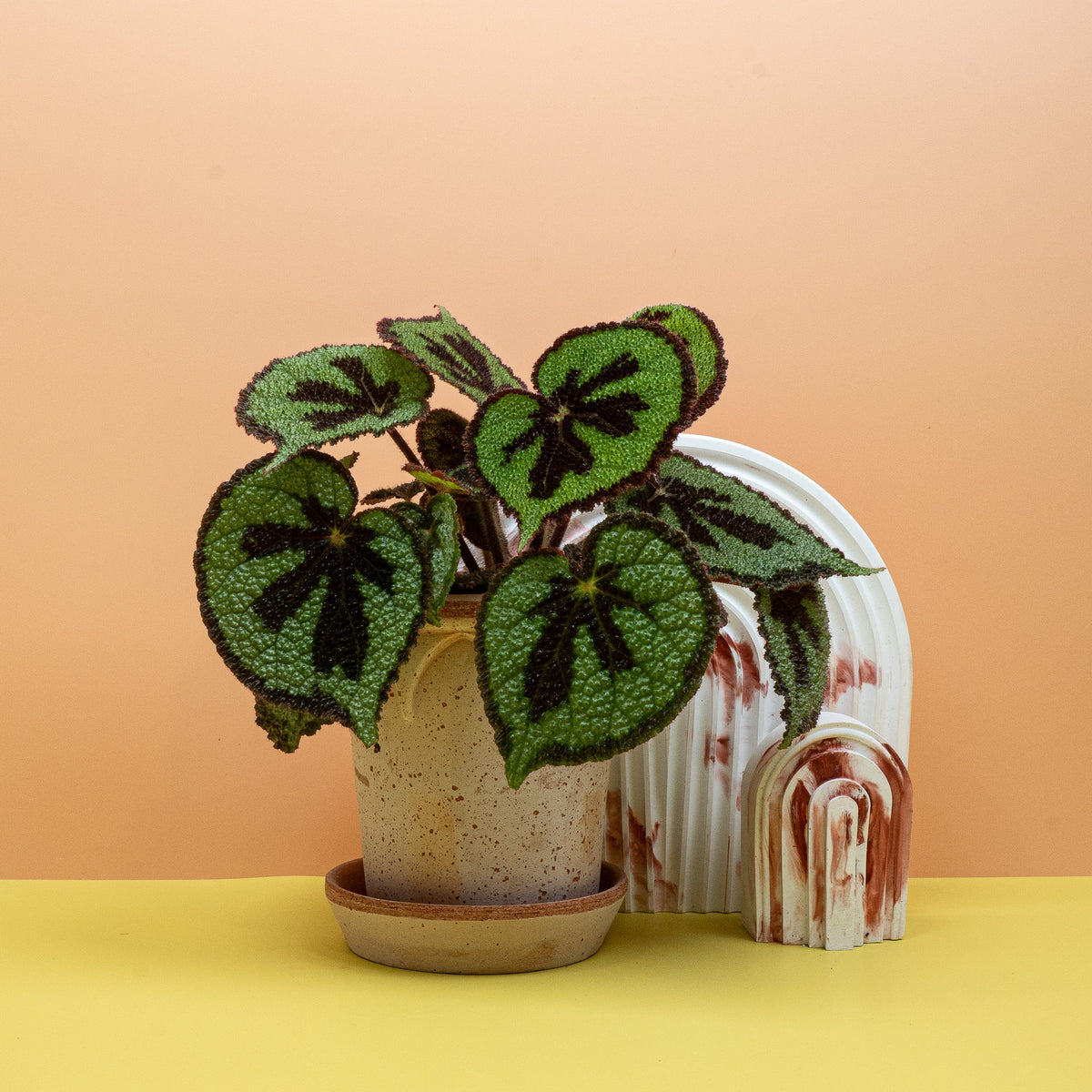 Begonia Masoniana Mountain als exotisches Highlight