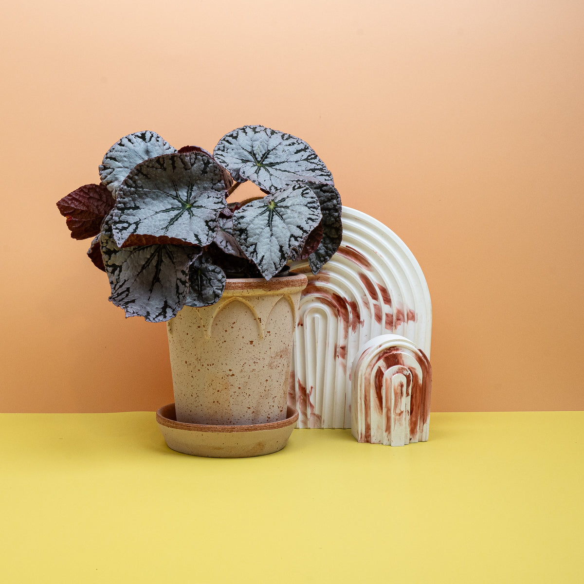 Begonia Rex Silver Lace mit silbrig-weißem Blattschimmer – potflourri